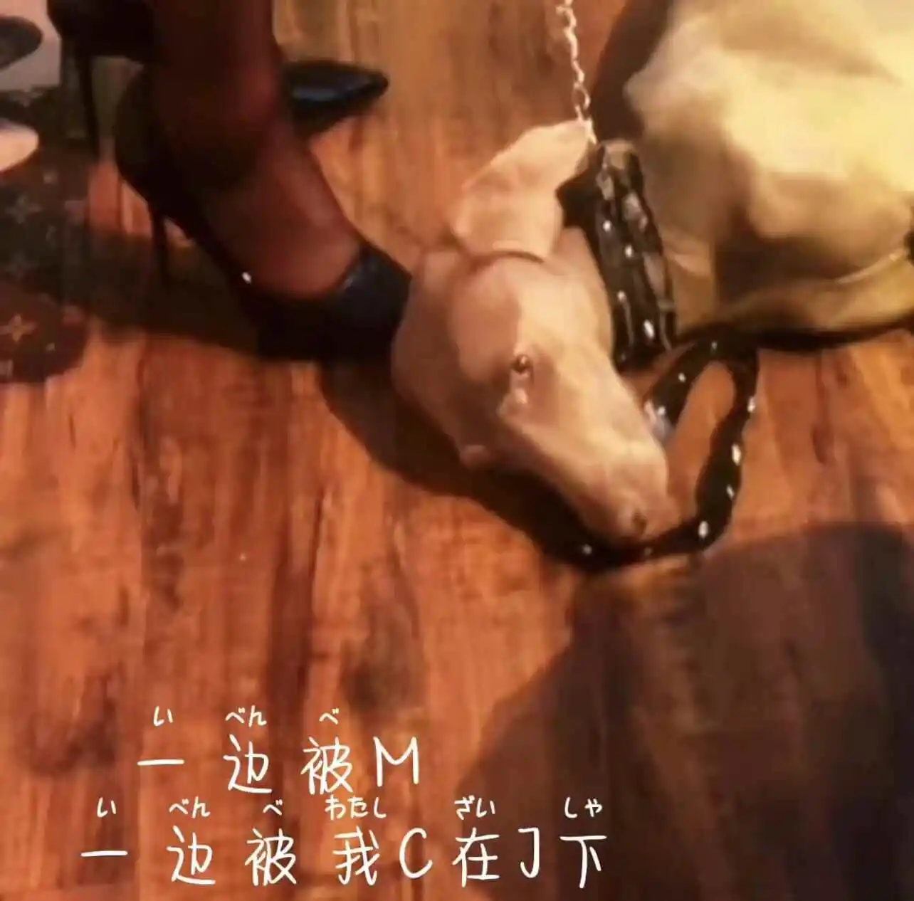 西檬之家字母圈安全词是什么?新人必知! 一